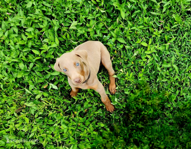 Black Collar – Doberman Pinscher puppy for sale in Murfreesboro, TN
