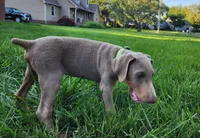 Green Collar, a male Doberman Pinscher for sale in Murfreesboro, TN – 6 of 10