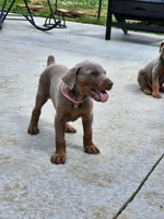 Pink collar, a female Doberman Pinscher for sale in Murfreesboro, TN – 4 of 7
