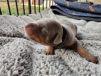 AKC Fawn black Collar 12/21/26 Christmas Puppy, a male Doberman Pinscher for sale in Murfreesboro, TN – 7 of 8