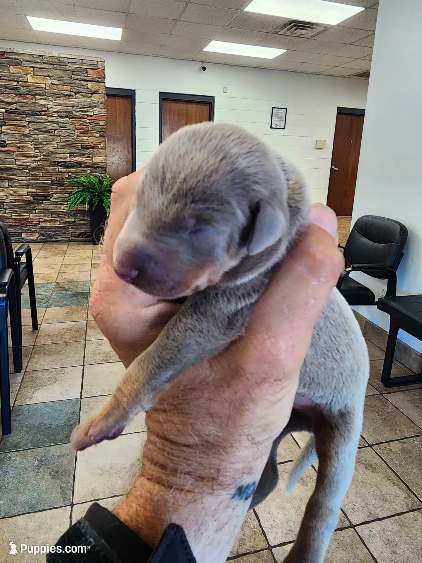 AKC Fawn Light Green Collar 12/21/26 Christmas Puppy, a female Doberman Pinscher for sale in Cardington, OH – 2 of 2