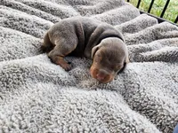 AKC Fawn black Collar 12/21/26 Christmas Puppy, a male Doberman Pinscher for sale in Murfreesboro, TN – 3 of 8