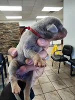 AKC Red collar Fawn 12/21/26 Christmas Puppy, a female Doberman Pinscher for sale in Cardington, OH – 2 of 2