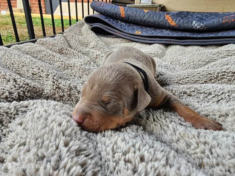 AKC Fawn black Collar 12/21/26 Christmas Puppy – Doberman Pinscher puppy for sale in Murfreesboro, TN