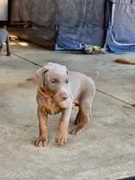 Orange Collar, a male Doberman Pinscher for sale in Murfreesboro, TN – 2 of 3