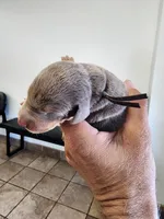 AKC Fawn Grey Collar 12/21/26 Christmas Puppy, a male Doberman Pinscher for sale in Cardington, OH – 2 of 2