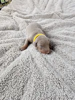 AKC Fawn yellow collar 12/21/26 Christmas puppy, a female Doberman Pinscher for sale in Murfreesboro, TN – 3 of 4
