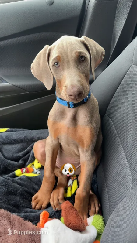 Rune  – Doberman Pinscher puppy for sale in Cardington, OH