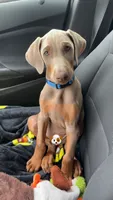 Rune , a male Doberman Pinscher for sale in Cardington, OH – 2 of 9