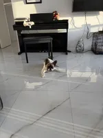 Jazzy , a female French Bulldog for sale in Hallandale Beach, FL – 3 of 7