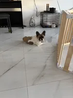 Jazzy , a female French Bulldog for sale in Hallandale Beach, FL – 2 of 7