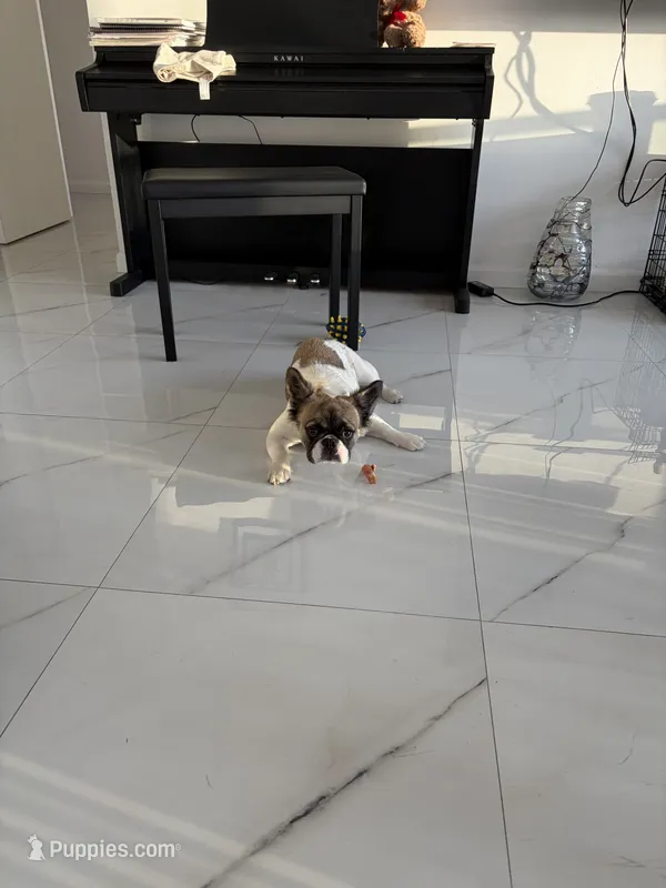 Jazzy  – French Bulldog puppy for sale in Hallandale Beach, FL