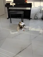Jazzy , a female French Bulldog for sale in Hallandale Beach, FL – 1 of 7