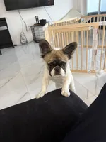 Jazzy , a female French Bulldog for sale in Hallandale Beach, FL – 7 of 7
