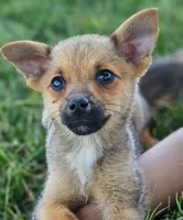 Parker, a male Pomeranian and Yorkshire Terrier for sale in Renton, WA – 2 of 4