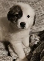 processed/fb74b5d1-b4b7-443f-a9f7-356e439dbd84/listing/0e42d3ff-001b-4b97-9f58-6c0e03459742/7d8570cc-c7e6-4cc8-b4f0-131978904699