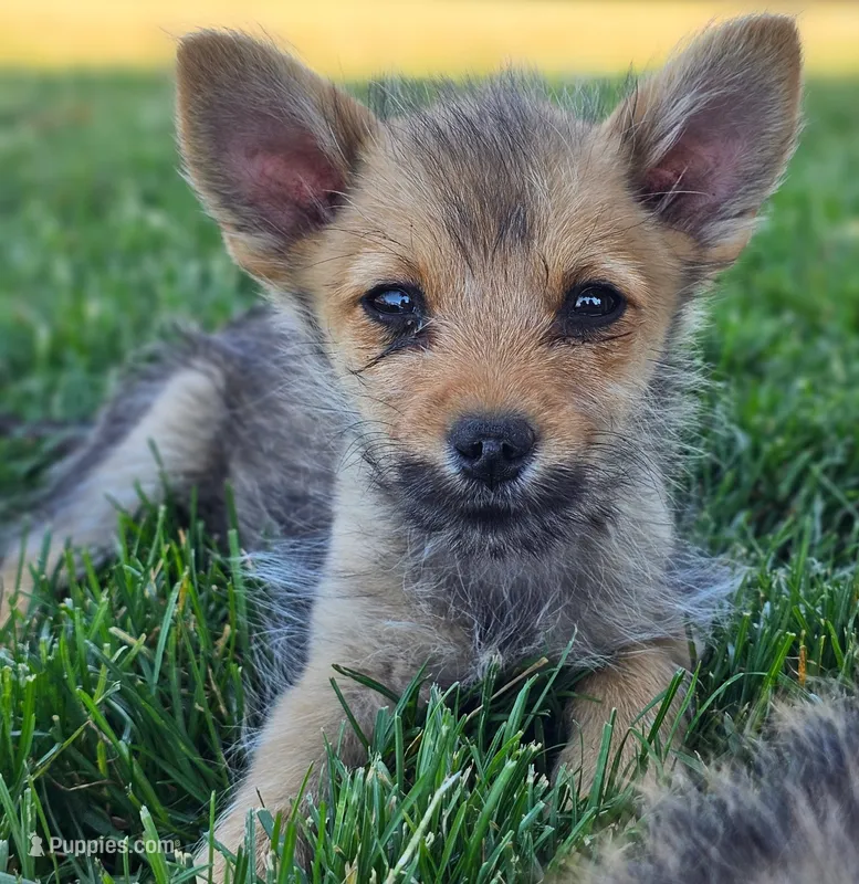 Sweet – Pomeranian, Yorkshire Terrier puppy for sale in Renton, WA