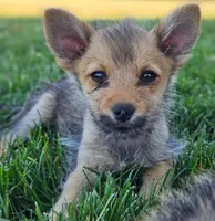 Sweet, a male Pomeranian and Yorkshire Terrier for sale in Renton, WA – 1 of 3