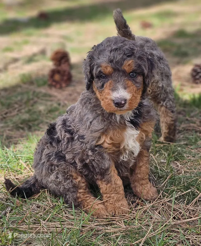 Isha – Bernedoodle puppy for sale in Renton, WA