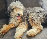 Isha, a female Bernedoodle for sale in Renton, WA – Photo 2 of 3