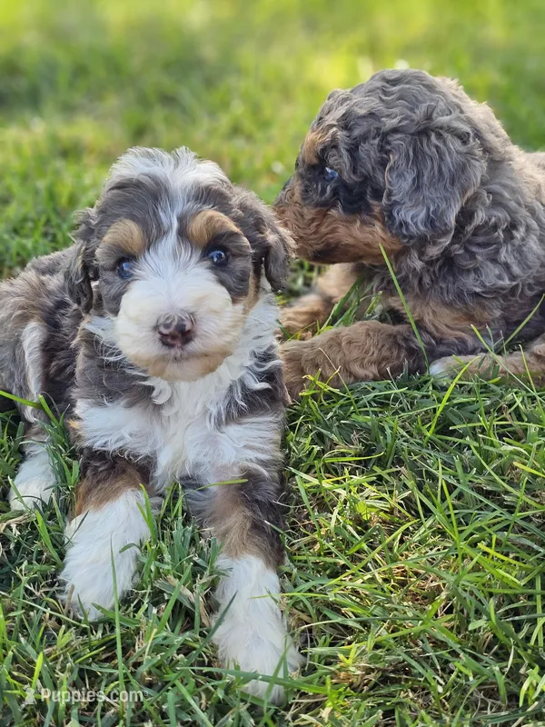 Isha, a female Bernedoodle for sale in Renton, WA – Photo 1 of 3
