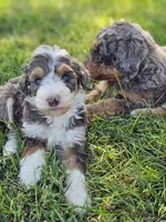 Isha, a female Bernedoodle for sale in Renton, WA – Photo 1 of 3