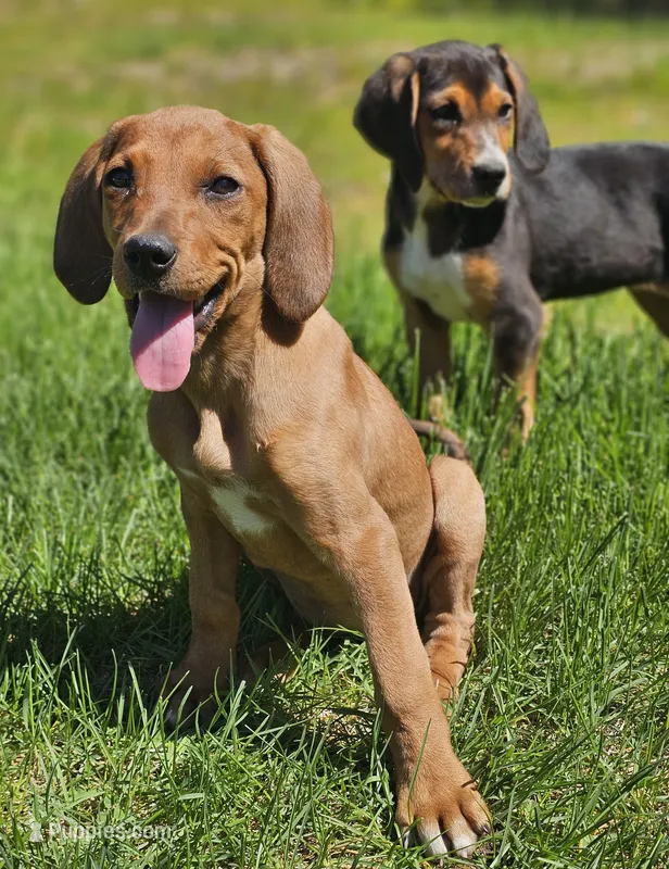 Kaylee – Treeing Walker Coonhound, Redbone Coonhound puppy for sale in Renton, WA
