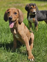 Kaylee, a female Treeing Walker Coonhound and Redbone Coonhound for sale in Renton, WA – 1 of 3