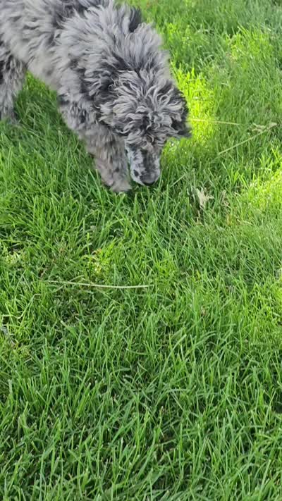 Jasper, a male Poodle - Standard  for sale in Renton, WA – 3 of 7