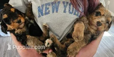 River, a female Bernedoodle for sale in Renton, WA – Photo 6 of 6