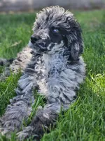 Jasper, a male Poodle - Standard  for sale in Renton, WA – 2 of 7