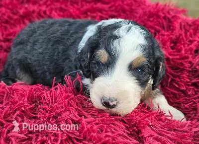 Barry – Bernedoodle puppy for sale in Renton, WA