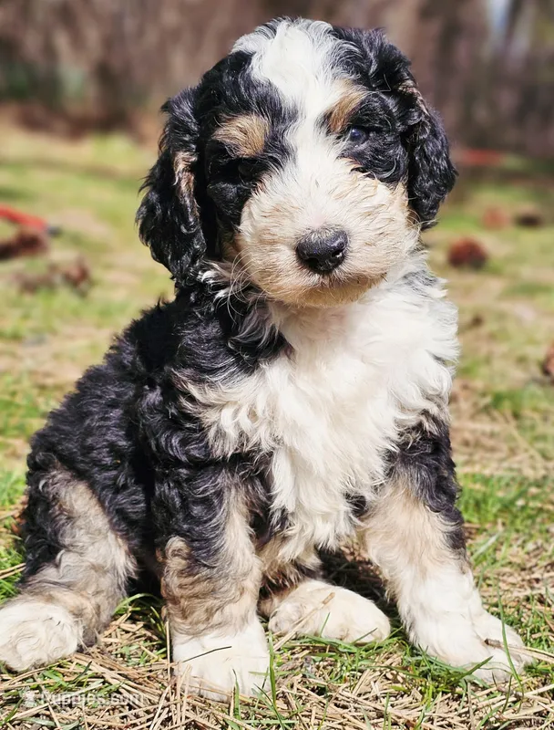 Barry – Bernedoodle puppy for sale in Renton, WA