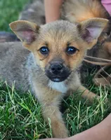 Parker, a male Pomeranian and Yorkshire Terrier for sale in Renton, WA – 1 of 4