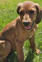 Kaylee, a female Treeing Walker Coonhound and Redbone Coonhound for sale in Renton, WA – 3 of 3
