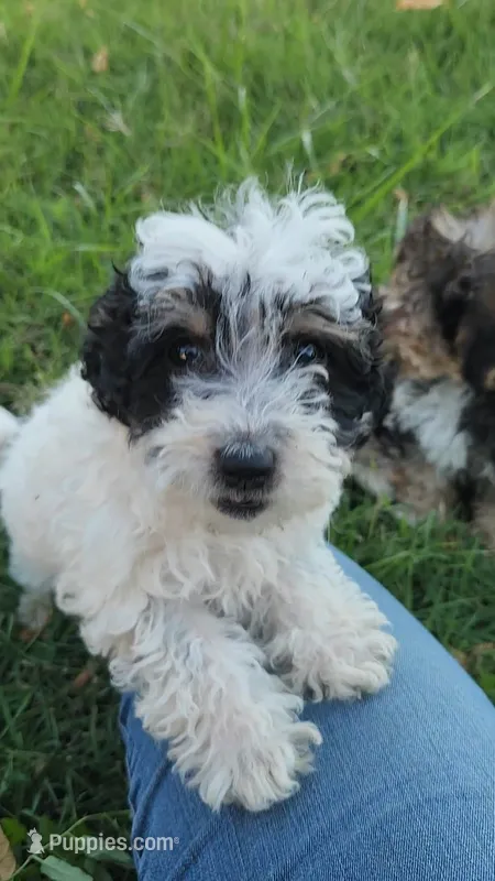 River – Yorkshire Terrier, Poodle - Miniature  puppy for sale in Renton, WA