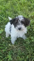 Brody, a male Yorkipoo for sale in Renton, WA – 2 of 2