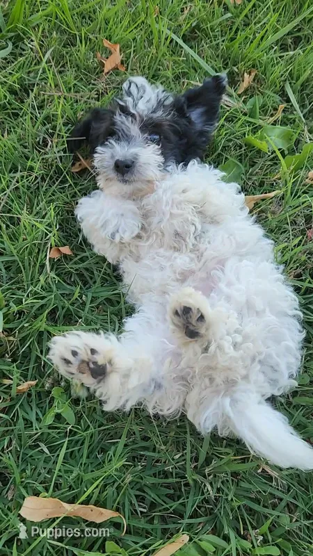 Brody – Yorkipoo puppy for sale in Renton, WA