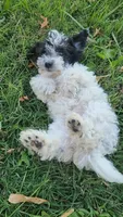 Brody, a male Yorkipoo for sale in Renton, WA – 1 of 2
