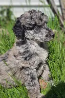 Jasper, a male Poodle - Standard  for sale in Renton, WA – 2 of 4