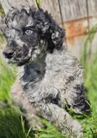Jasper, a male Poodle - Standard  for sale in Renton, WA – 1 of 4
