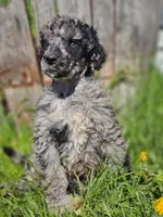 Jasper, a male Poodle - Standard  for sale in Renton, WA – 4 of 4