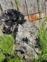 Jasper, a male Poodle - Standard  for sale in Renton, WA – 3 of 4