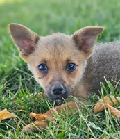 Parker, a male Pomeranian and Yorkshire Terrier for sale in Renton, WA – 4 of 4