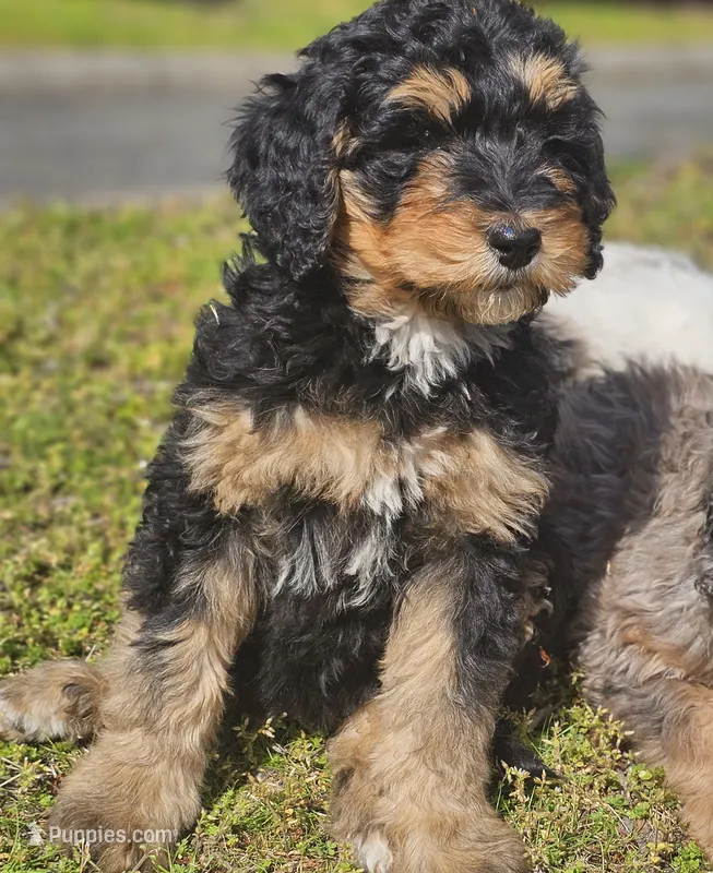 River – Bernedoodle puppy for sale in Renton, WA