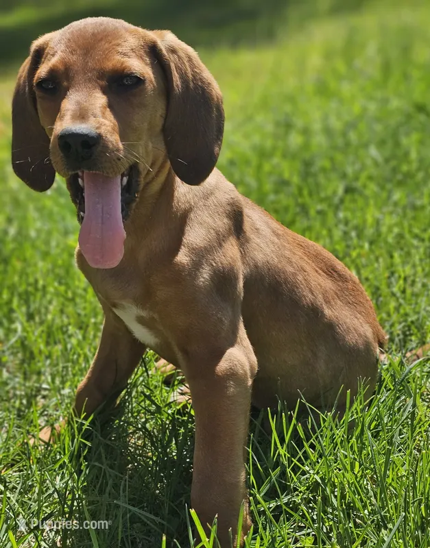 Kaylee – Treeing Walker Coonhound, Redbone Coonhound puppy for sale in Renton, WA