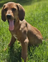 Kaylee, a female Treeing Walker Coonhound and Redbone Coonhound for sale in Renton, WA – 2 of 3
