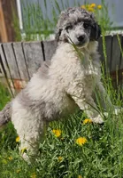 Chandler, a male Poodle - Standard  for sale in Renton, WA – 5 of 5