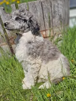 Chandler, a male Poodle - Standard  for sale in Renton, WA – 2 of 5