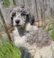 Chandler, a male Poodle - Standard  for sale in Renton, WA – 4 of 5